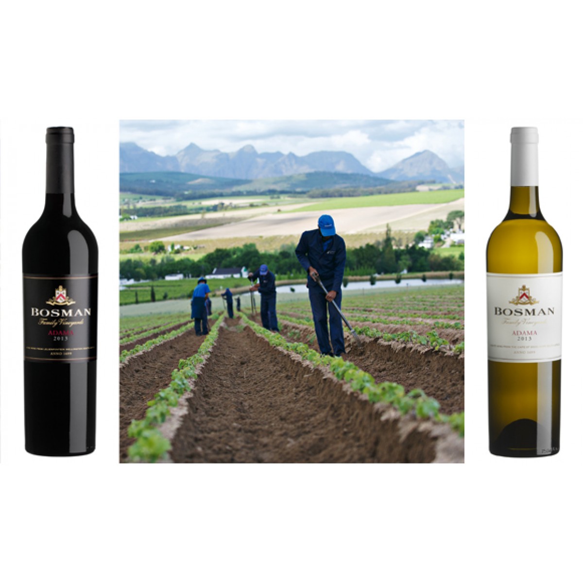 Bosman Family Vineyard Generation 8 Cabernet Sauvignon Zuid Afrika Fairtrade - Afbeelding 2